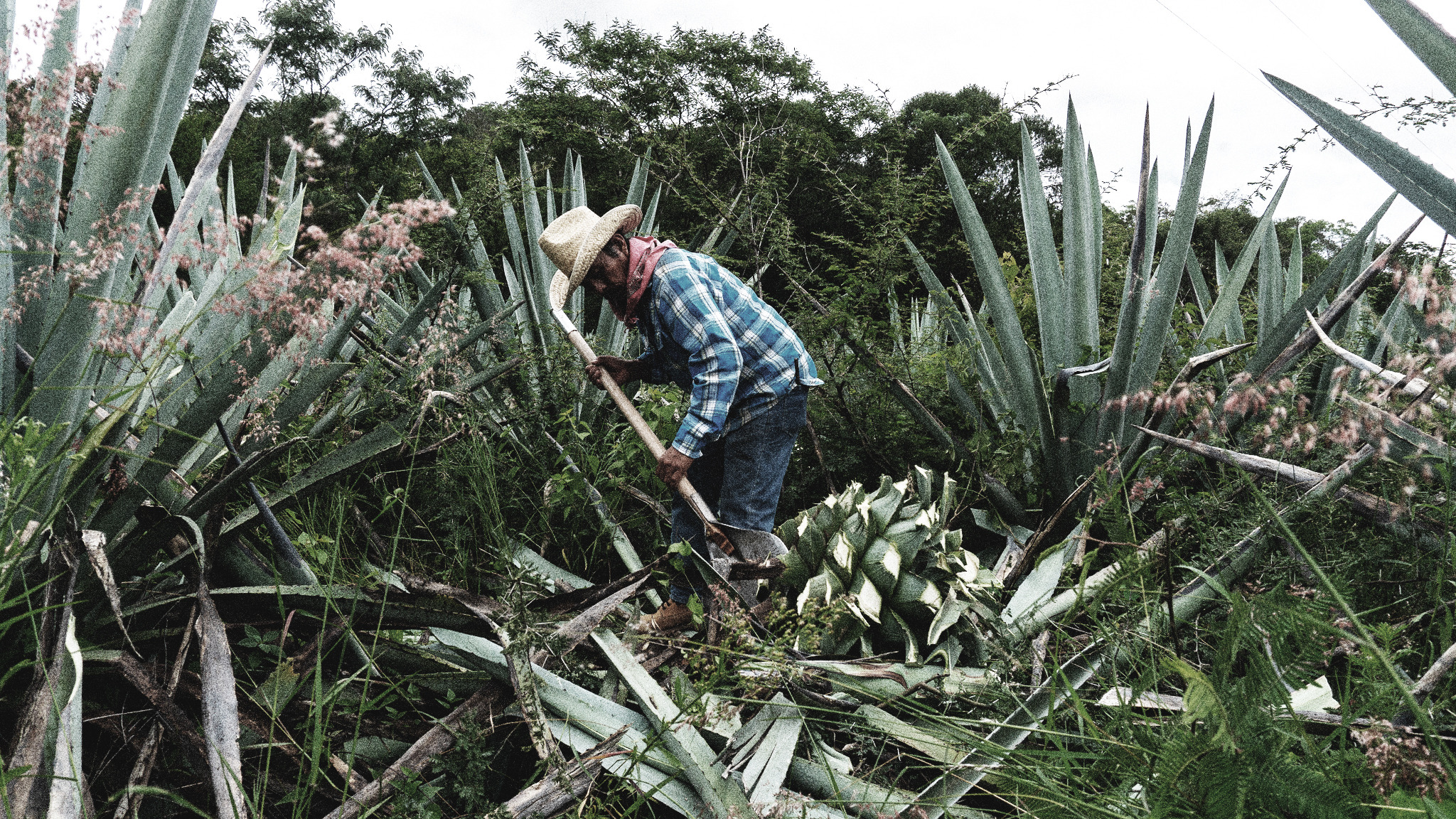 Maestros mezcaleros
